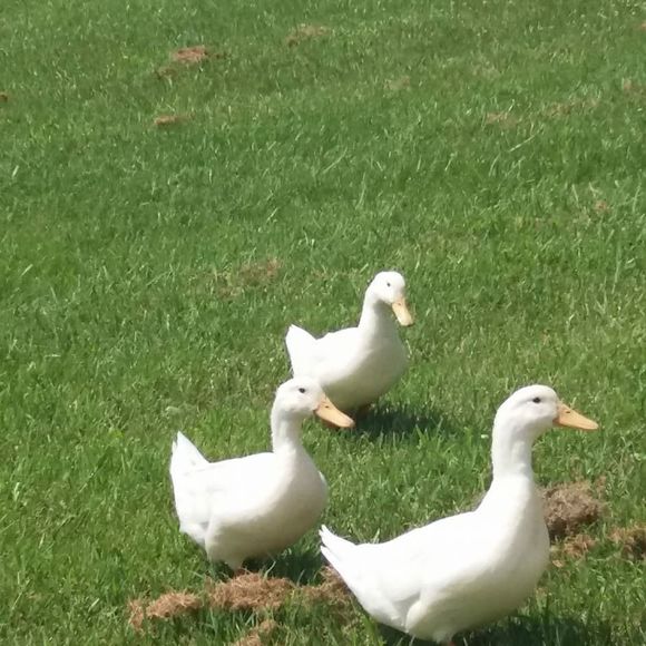 Meet your Posher, Lines - Picture 1 of 1